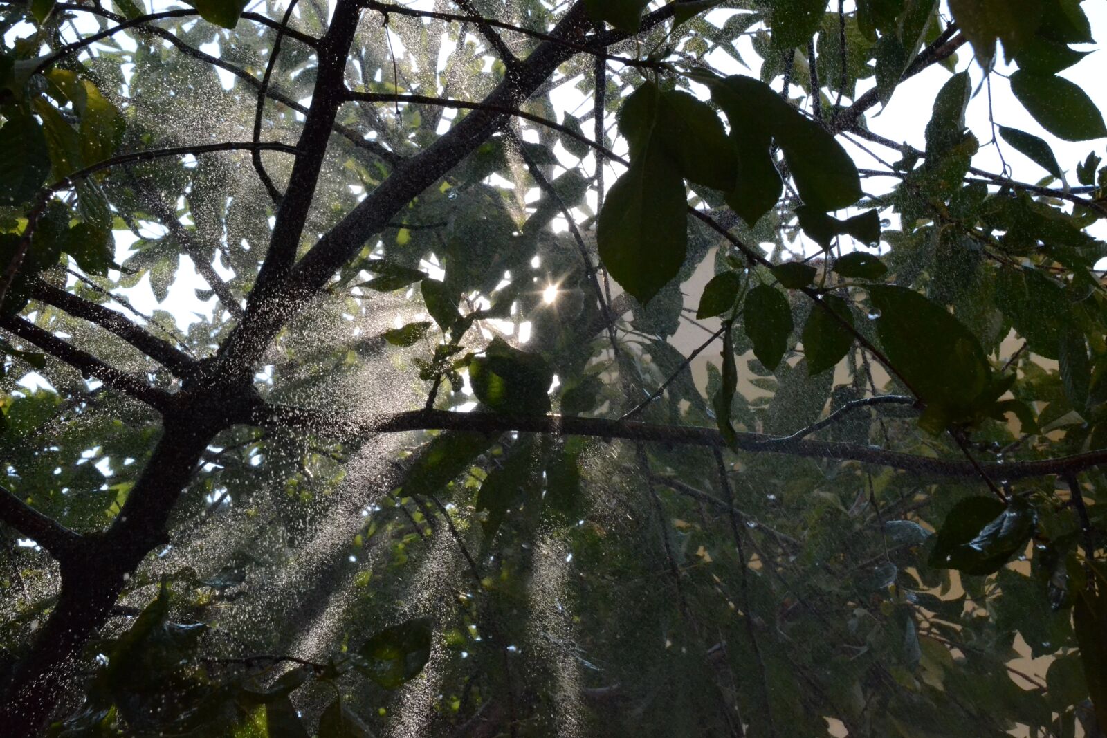 Nikon D3100 sample photo. Nature, light, trees photography