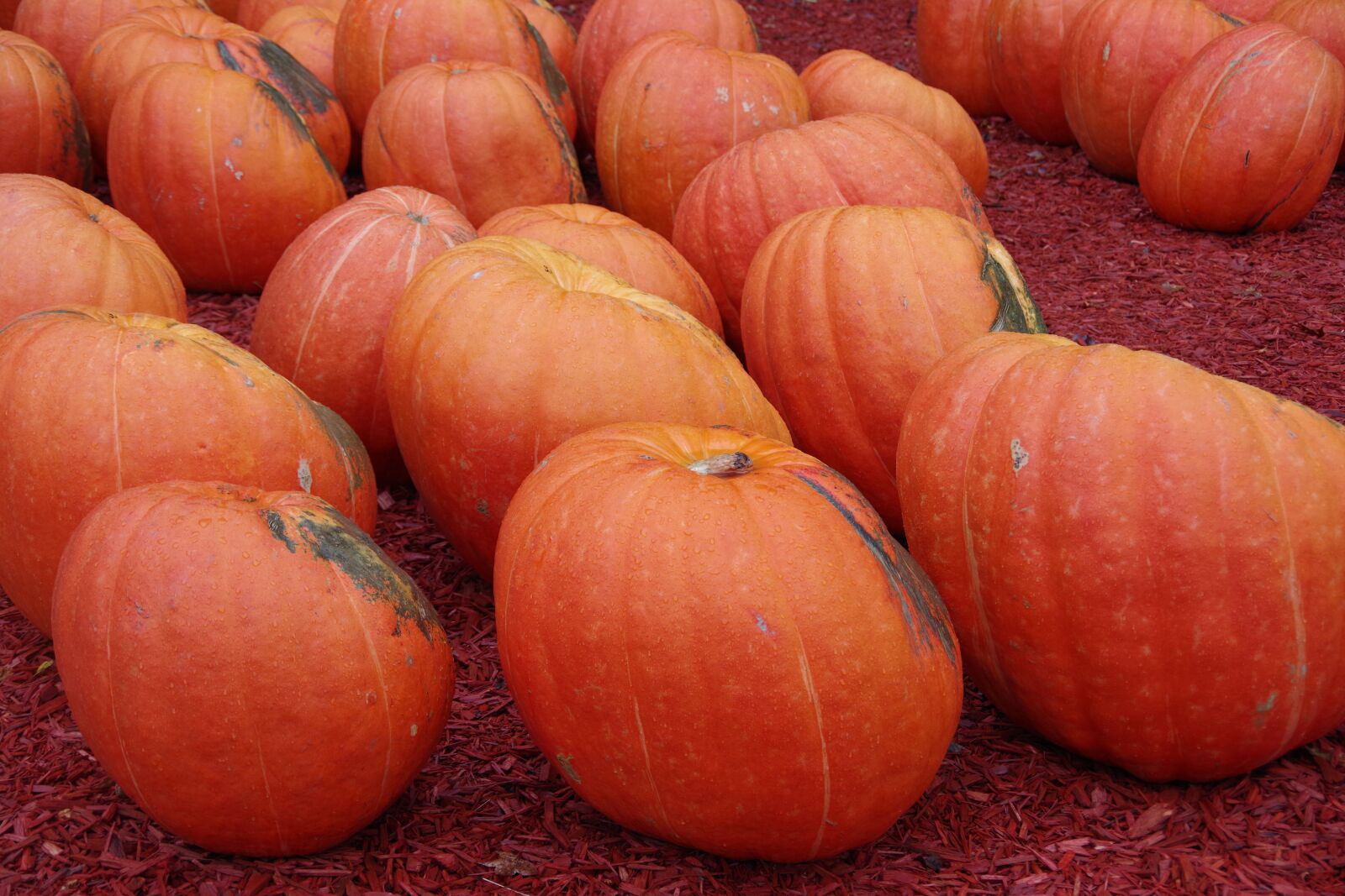 Pentax K-70 sample photo. Pumpkin, pumpkin patch, fall photography