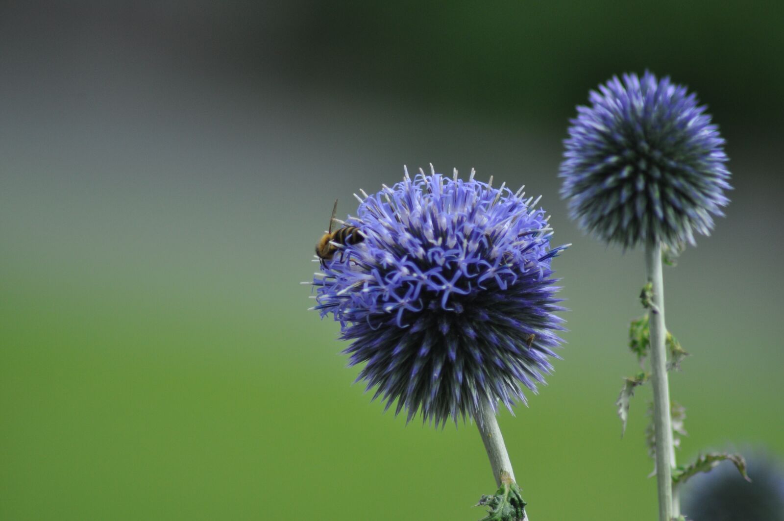 Nikon D5000 sample photo. Hummel, summer, meadow photography