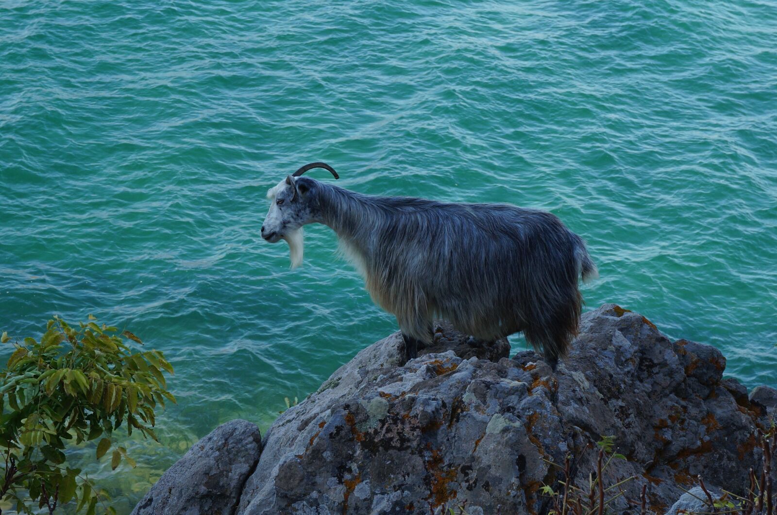Sony Alpha NEX-3N sample photo. Greece, landscape, ruminants photography