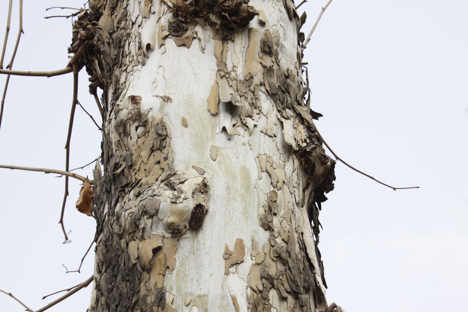 Canon EOS 50D sample photo. Wood, antiquity, trail photography