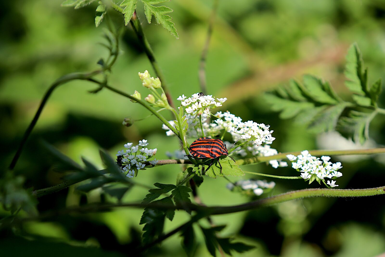 Canon EOS 800D (EOS Rebel T7i / EOS Kiss X9i) sample photo. Bug, insects, color red photography