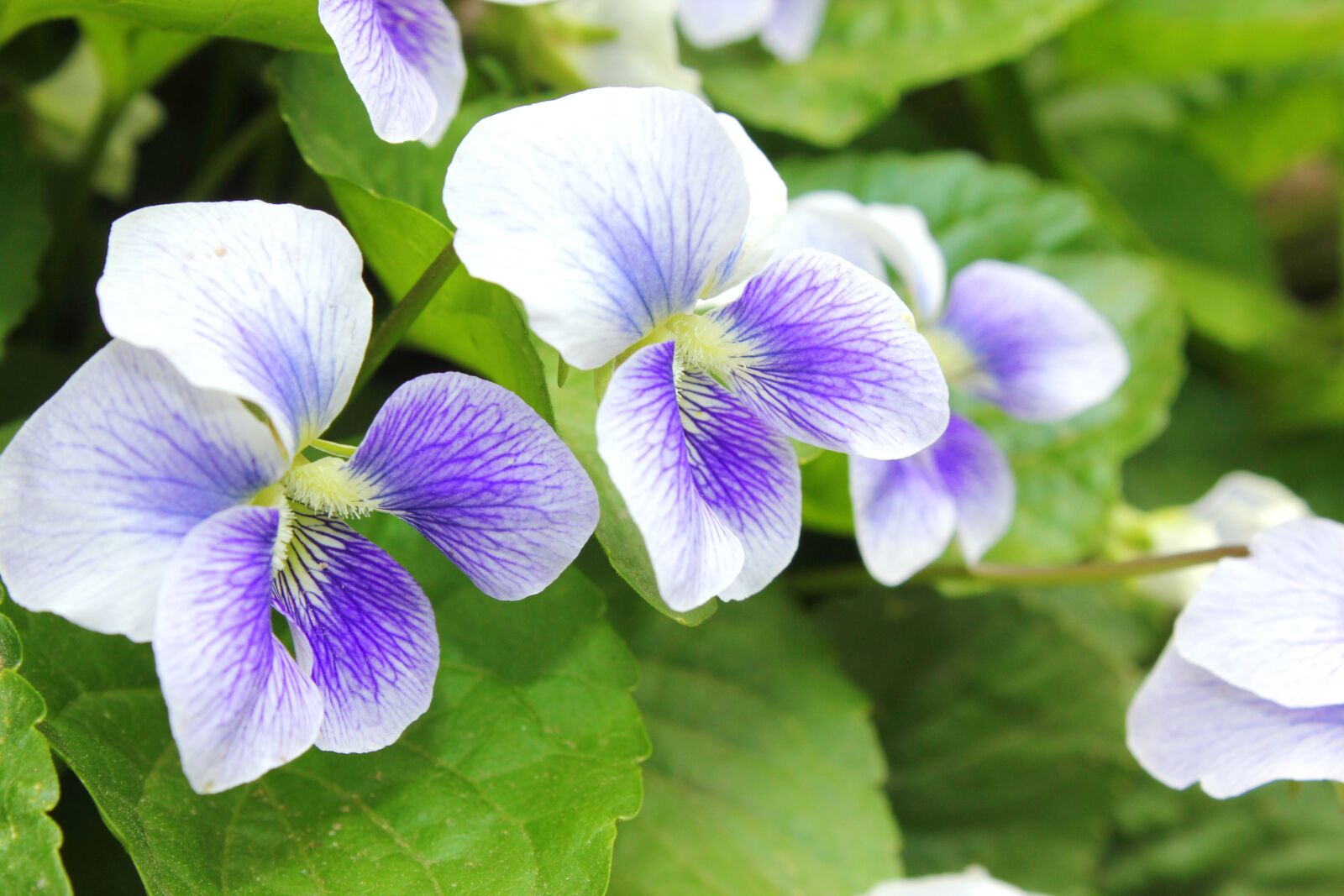 Canon EOS 550D (EOS Rebel T2i / EOS Kiss X4) sample photo. White real flowers, spring photography
