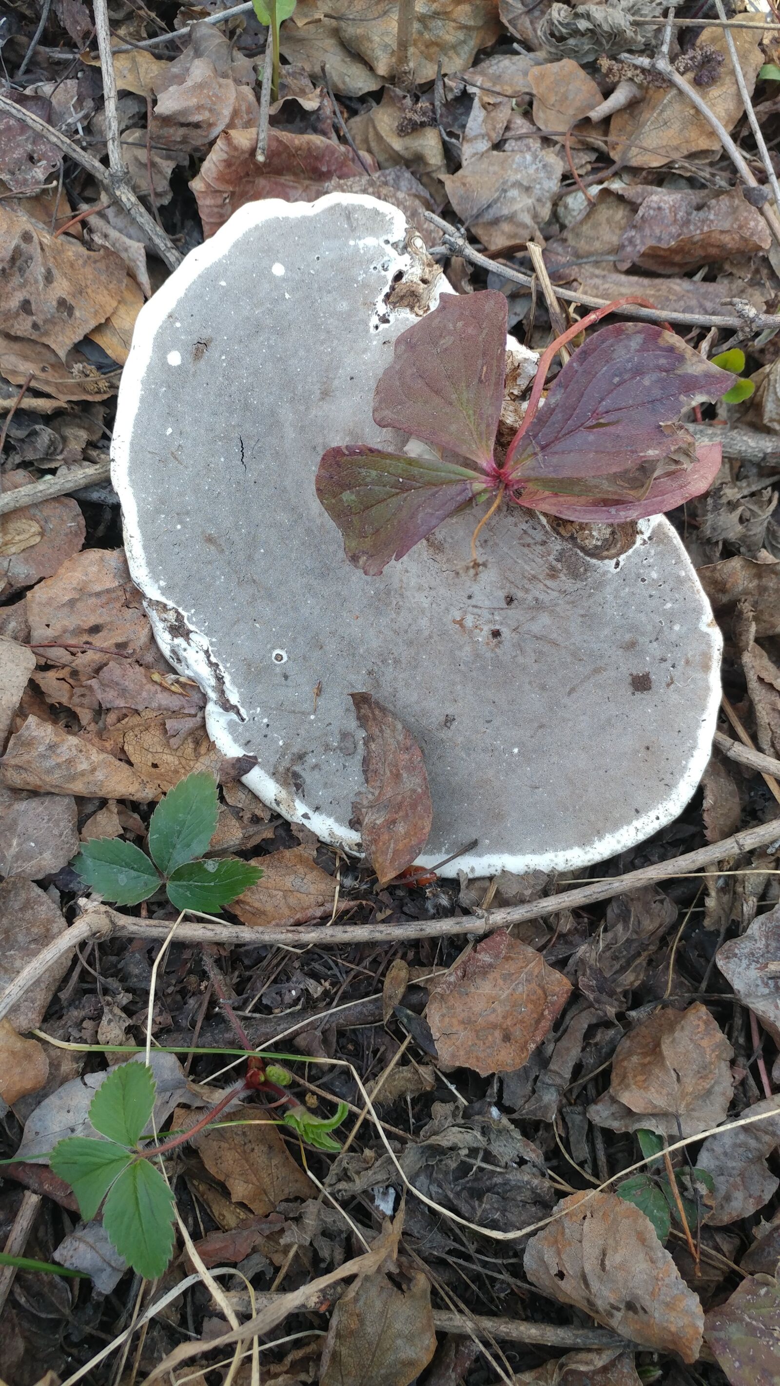 LG V20 sample photo. Spring, mushroom, ground photography