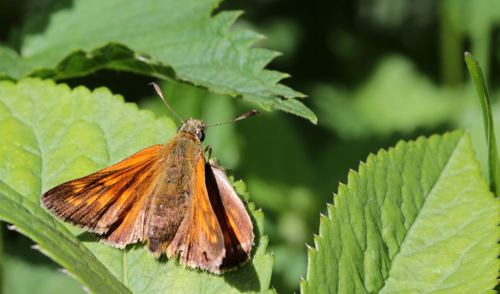 Canon EOS 650D (EOS Rebel T4i / EOS Kiss X6i) sample photo. Butterfly, brown bulbous brown photography