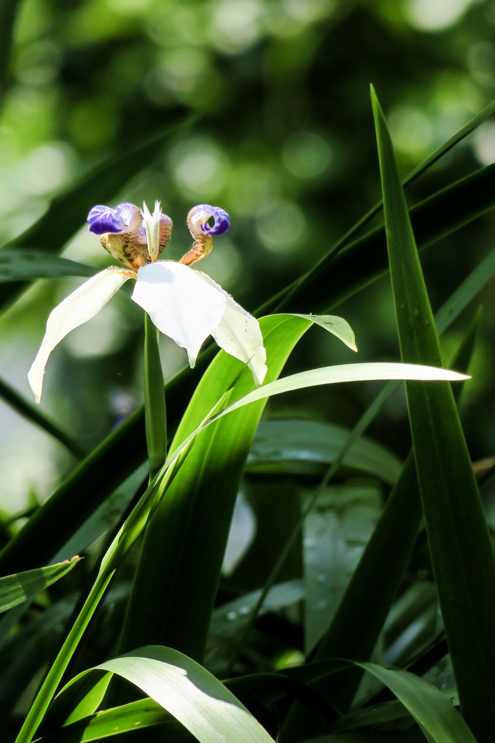 Canon PowerShot G3 X sample photo. Iris, nature, plant photography