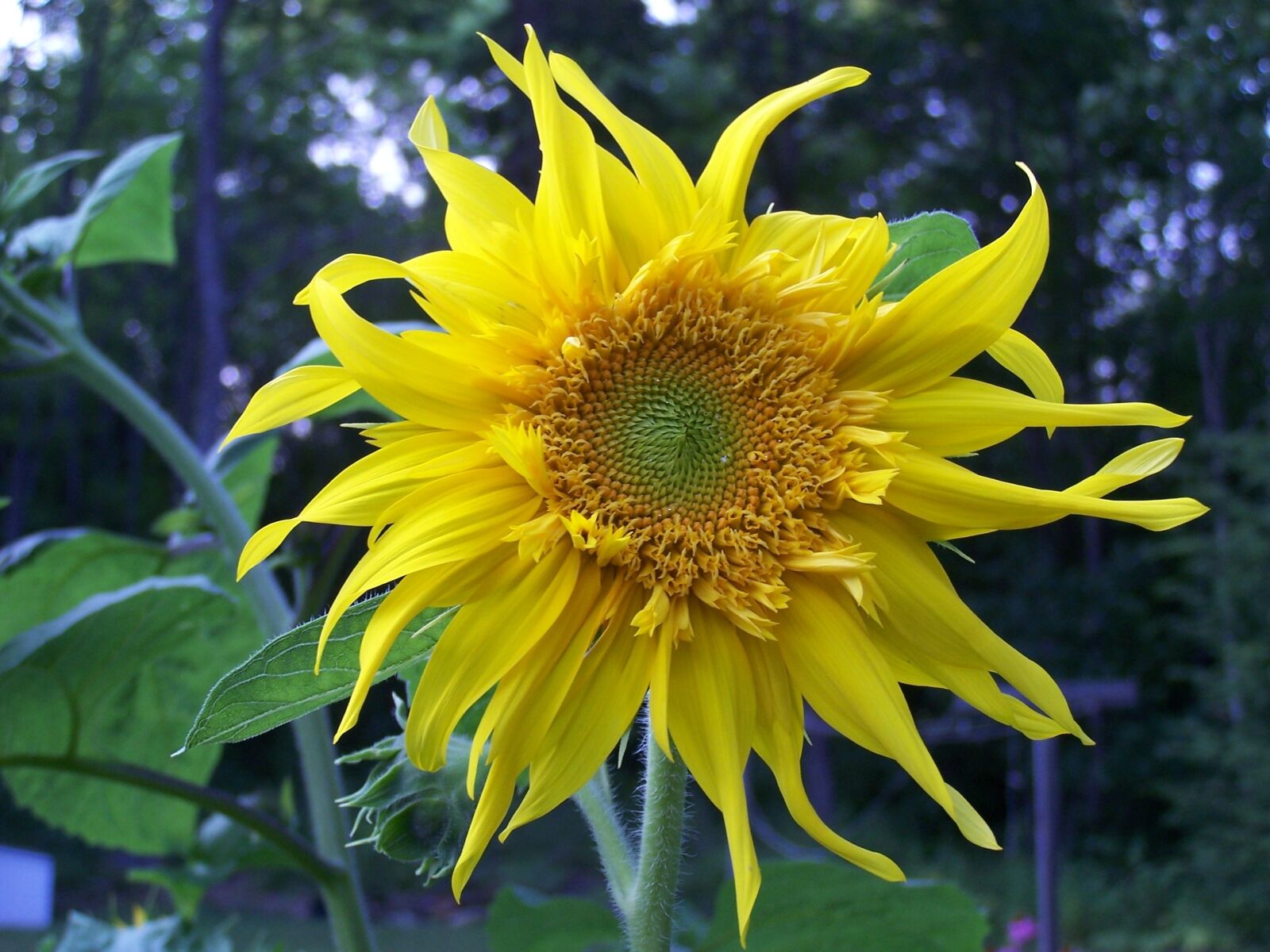 Kodak Z740 ZOOM DIGITAL CAMERA sample photo. Sunflower, flower, yellow photography