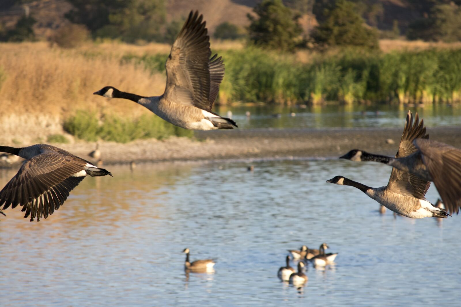 Nikon D3400 sample photo. Geese, bird, waterfowl photography