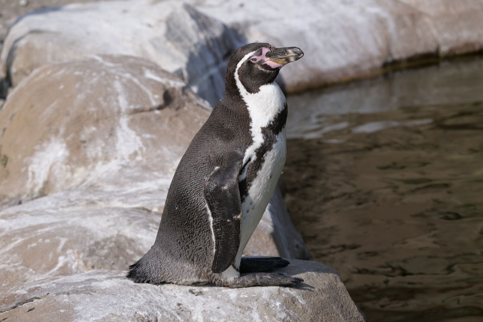 Panasonic Lumix DC-G9 sample photo. Penguins, donkey penguin, animal photography