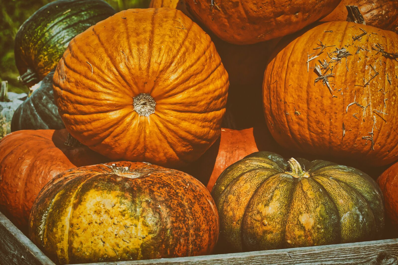 Nikon D7200 sample photo. Pumpkins, colorful, autumn photography