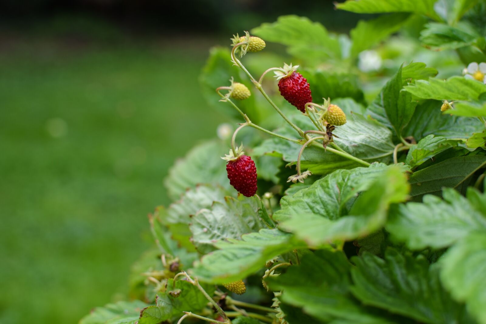 Nikon D3300 sample photo. Wild strawberry, summer, greenery photography