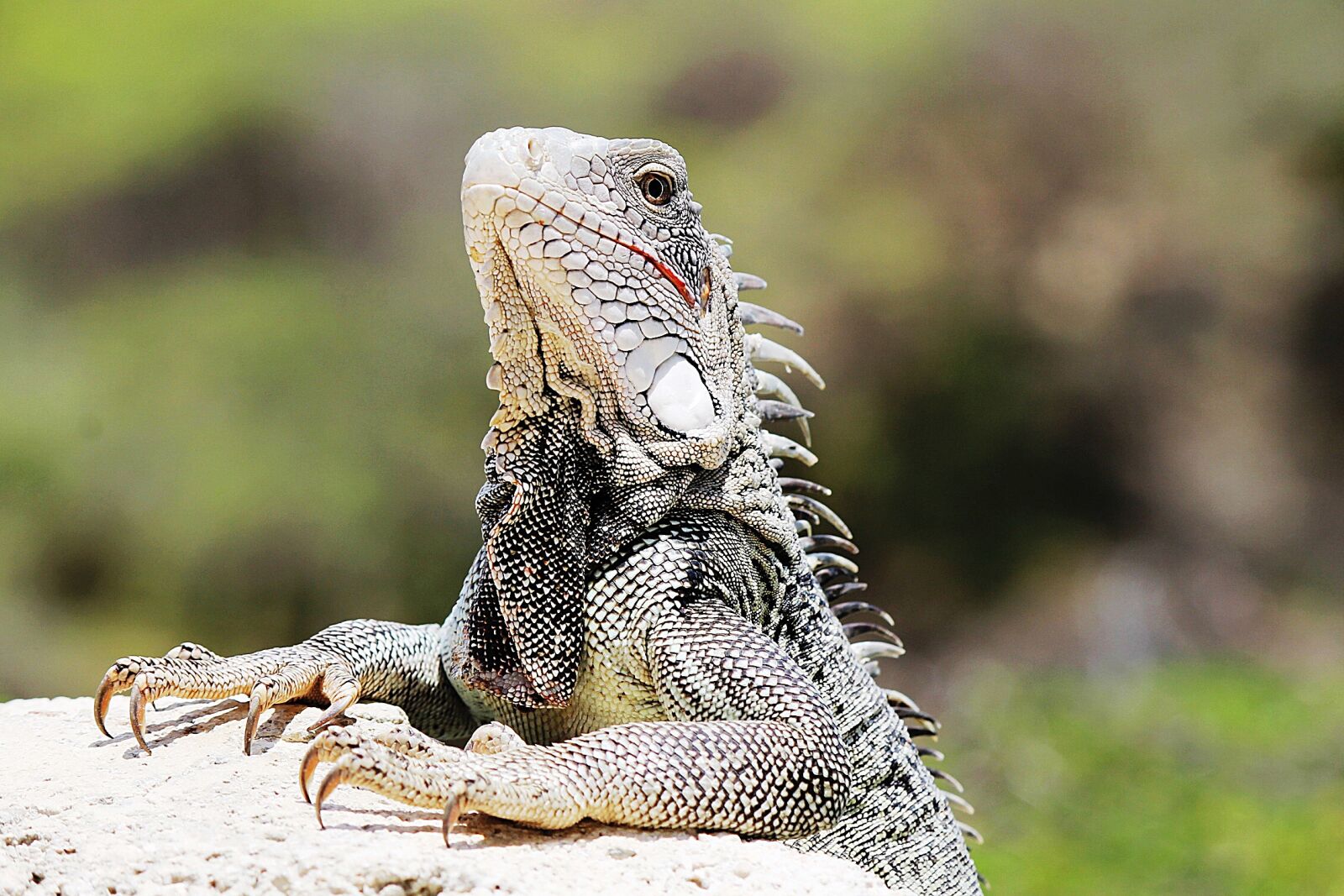 Canon EF-S 55-250mm F4-5.6 IS II sample photo. Iguana, curaçao, nature photography