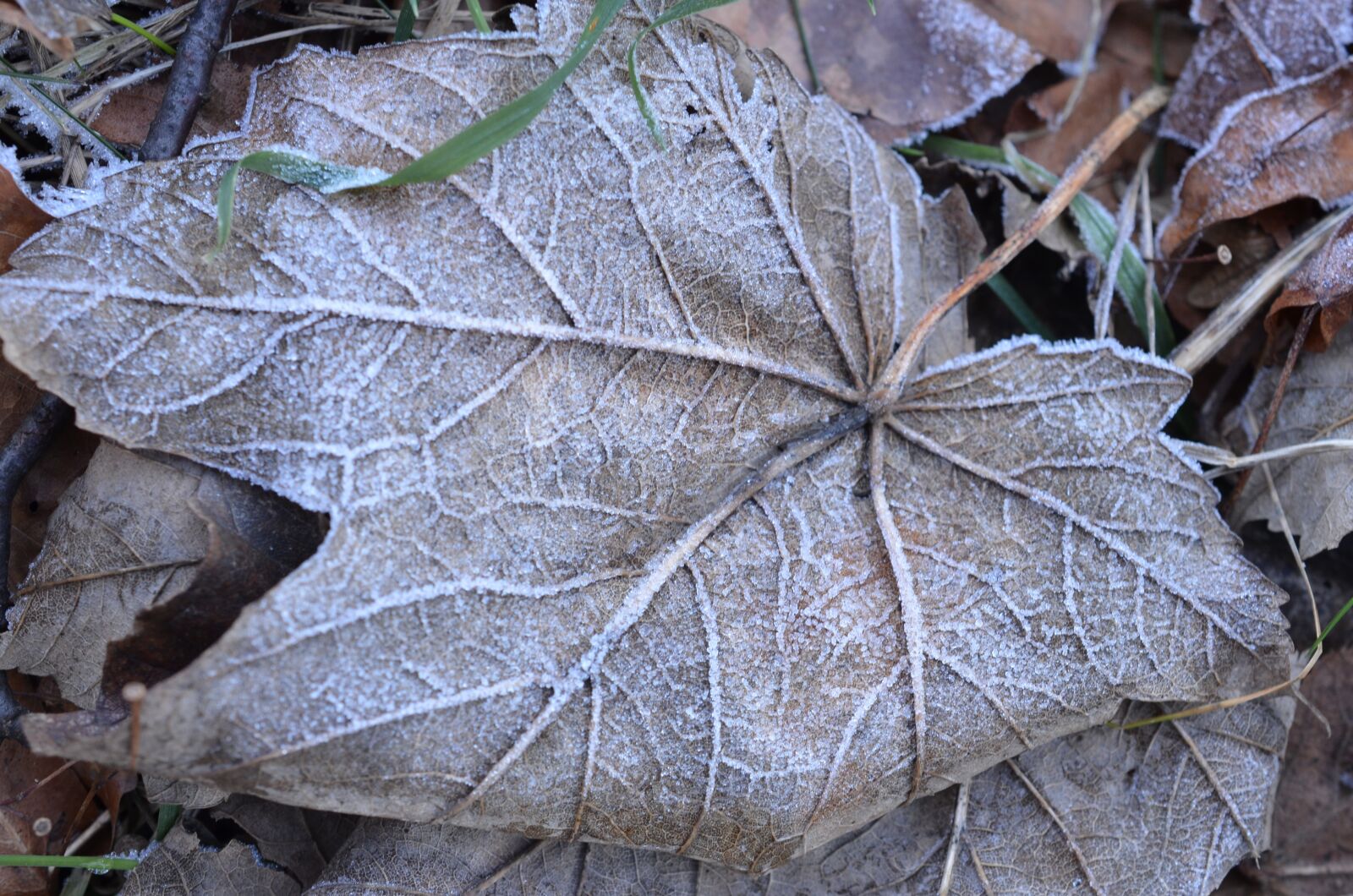 Nikon D5100 sample photo. Leaf, winter, frozen photography
