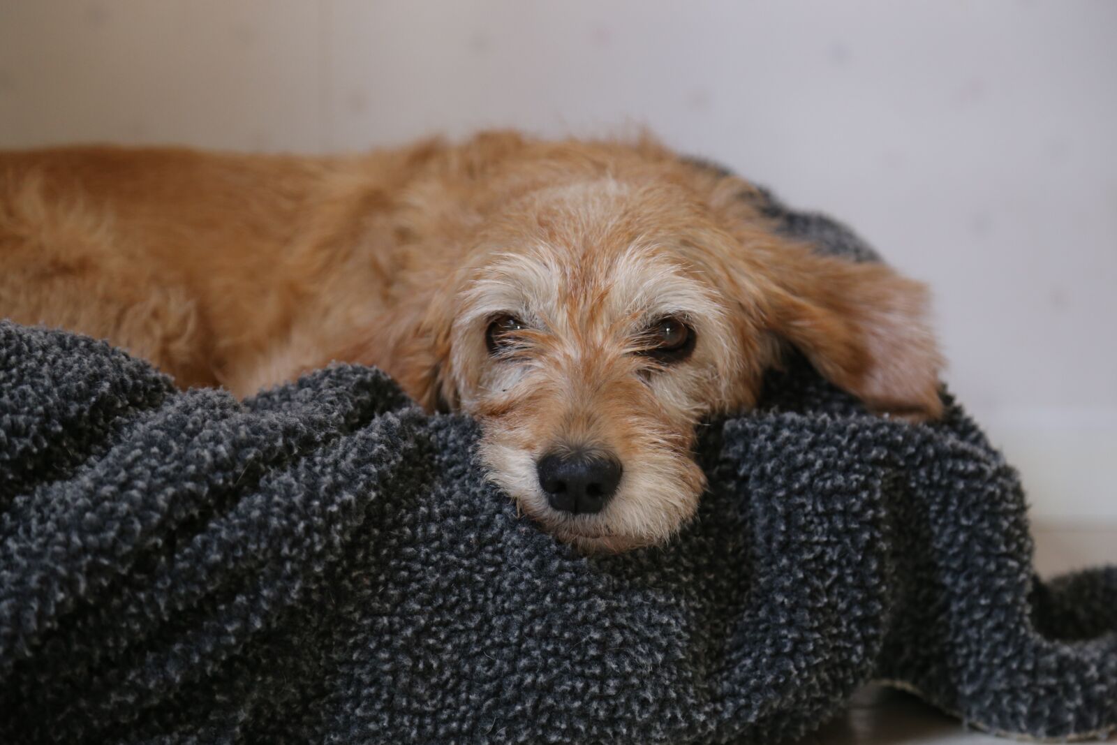 Canon EOS 6D + Canon EF 24-105mm F4L IS USM sample photo. Dog, pets, nos photography