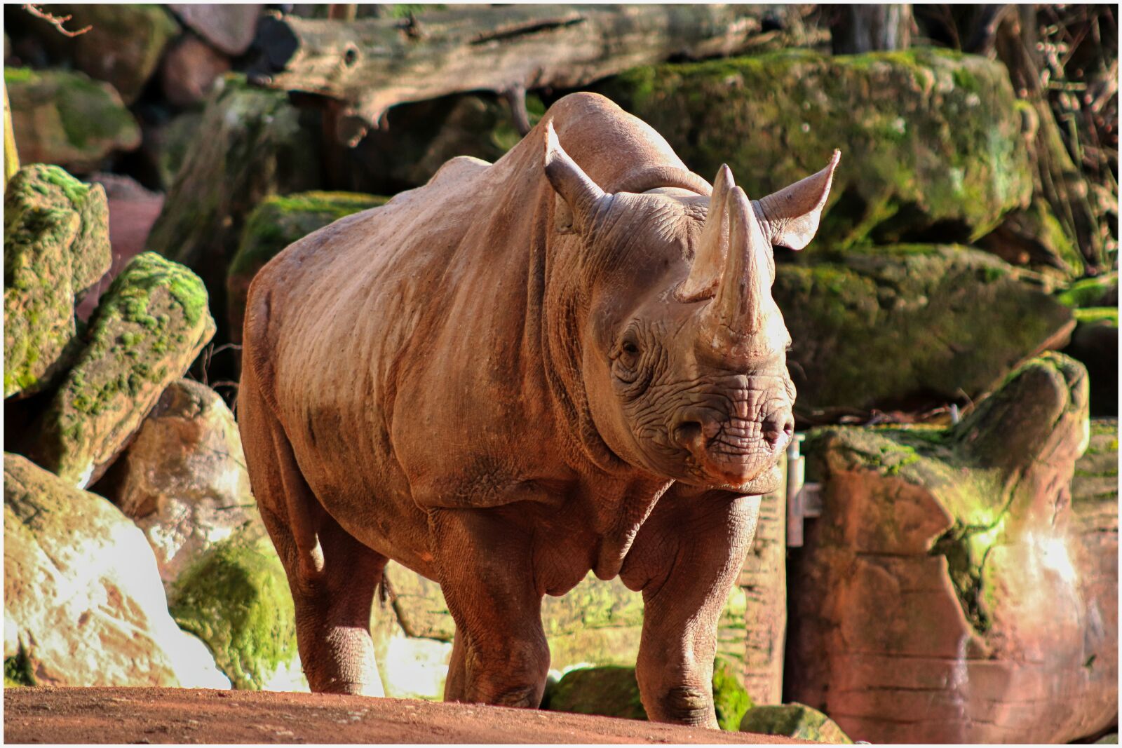 Canon EF75-300mm f/4-5.6 sample photo. Rhino, enclosure, zoo photography