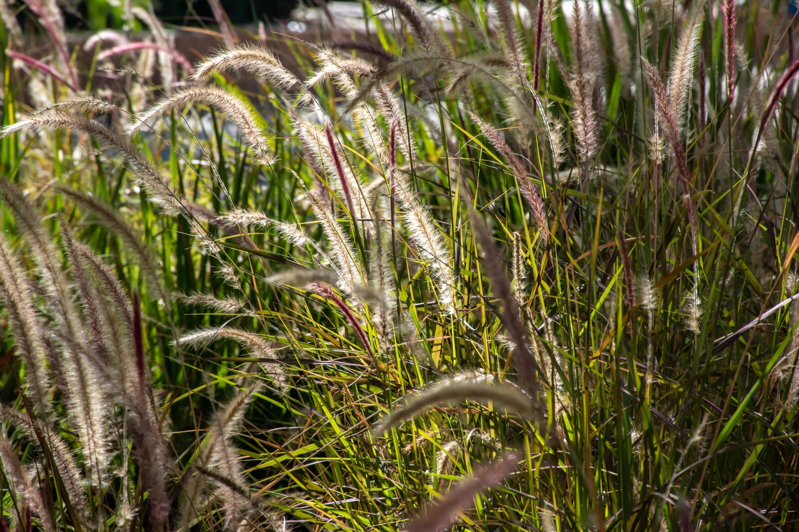 Nikon D5600 sample photo. Flower, poetry, peaceful photography