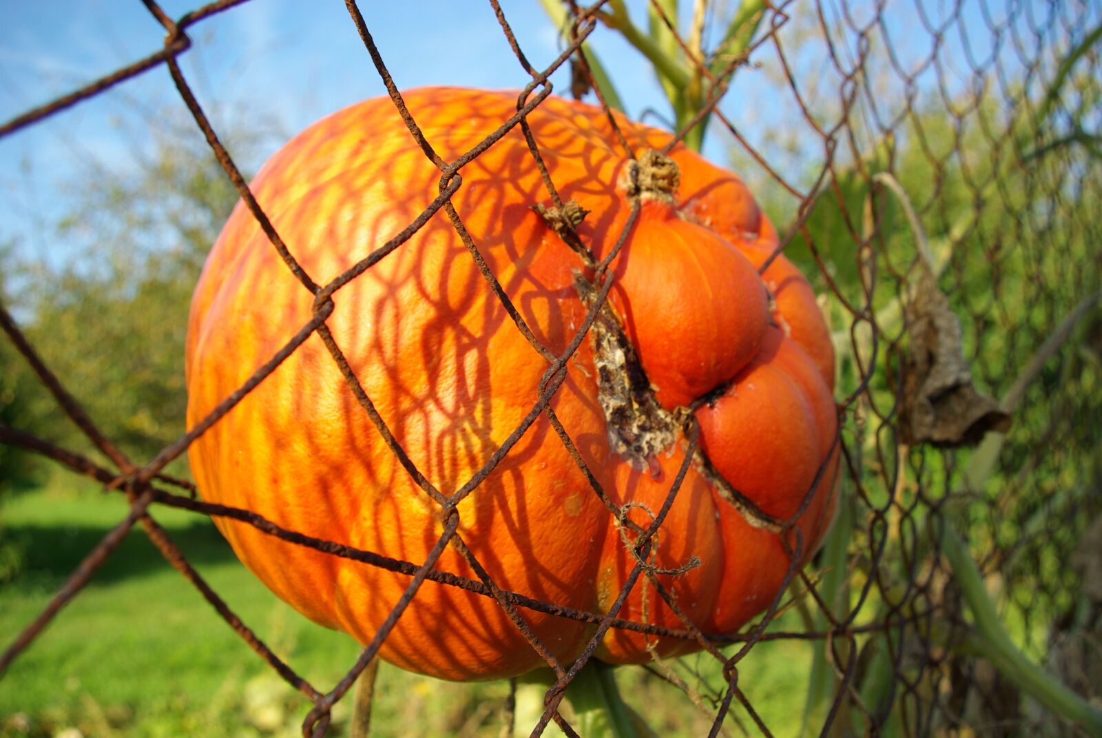 Pentax K10D sample photo. Pumpkin, halloween, fence photography