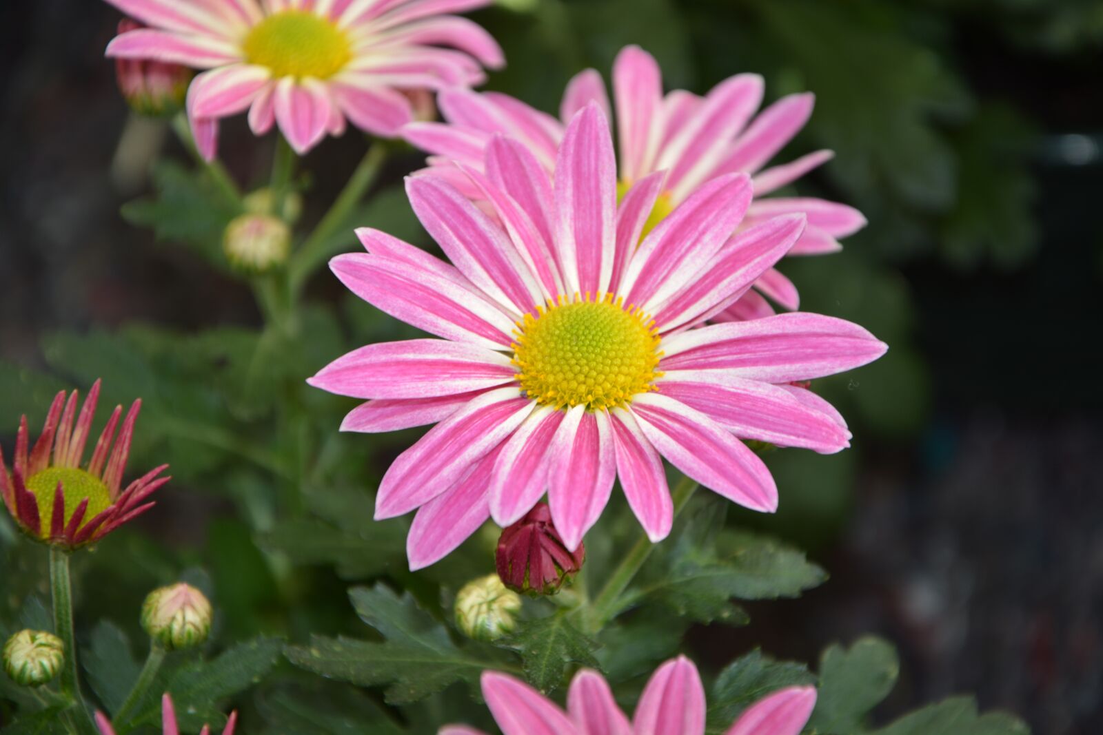 Nikon D5200 sample photo. Flower, pink flower white photography