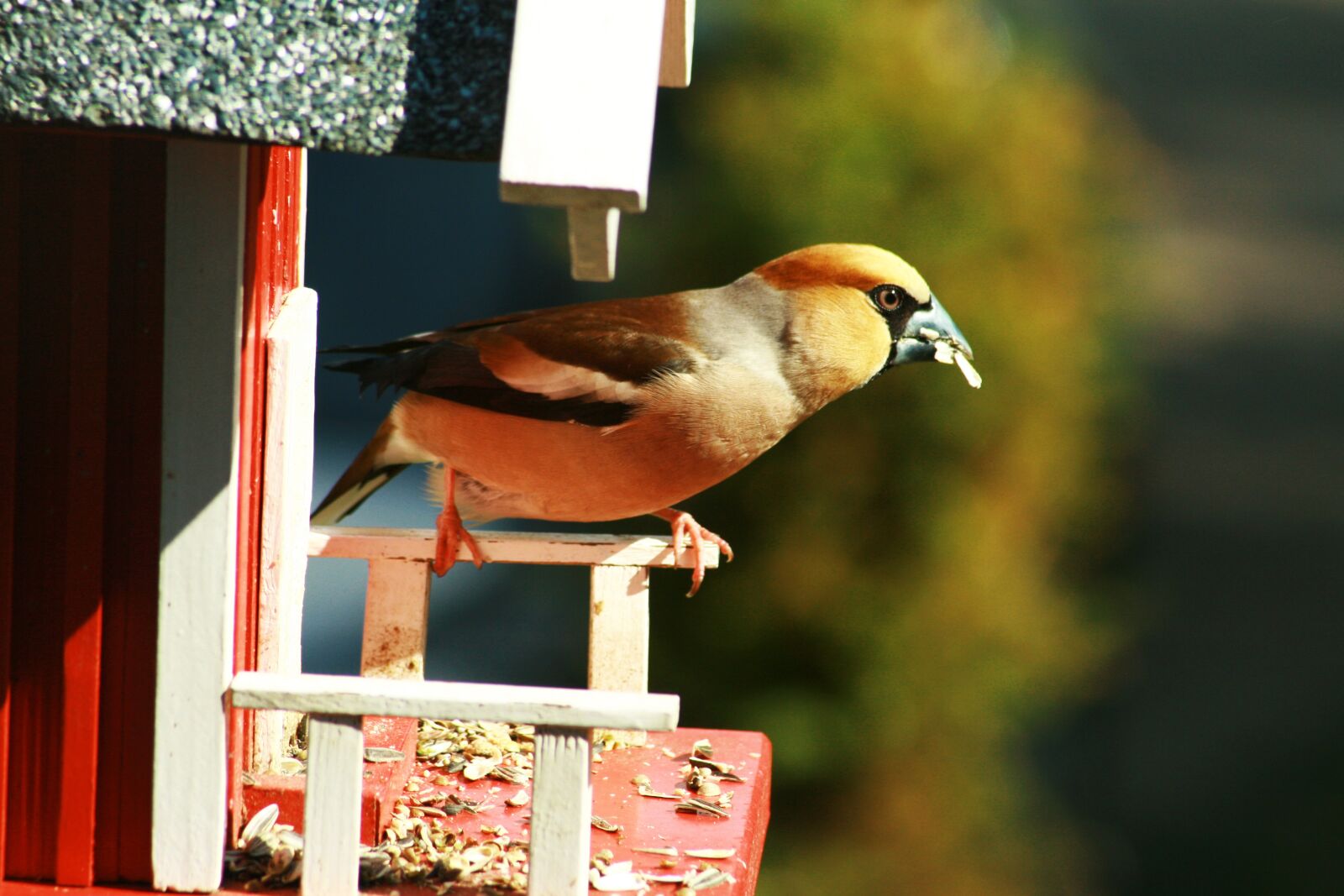 Canon EOS 400D (EOS Digital Rebel XTi / EOS Kiss Digital X) sample photo. Bird, foraging, close up photography