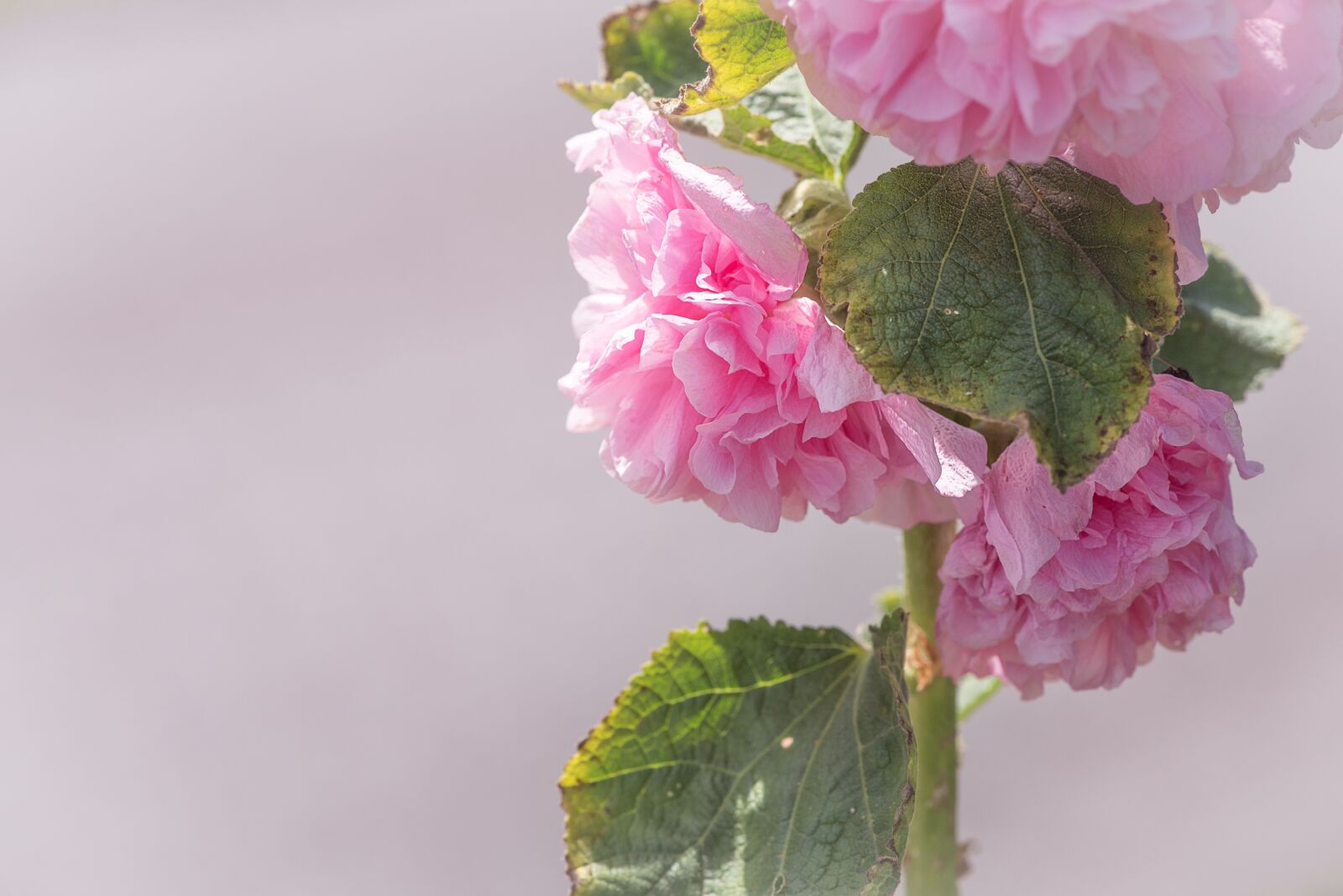 Nikon D750 sample photo. Stock rose, pink, pink photography