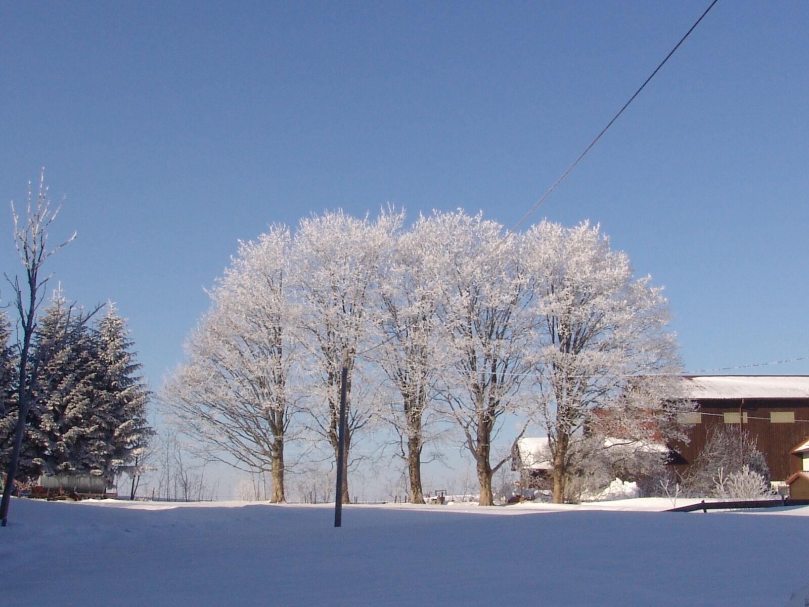 Sony DSC-F828 sample photo. Nature, winter, tree photography