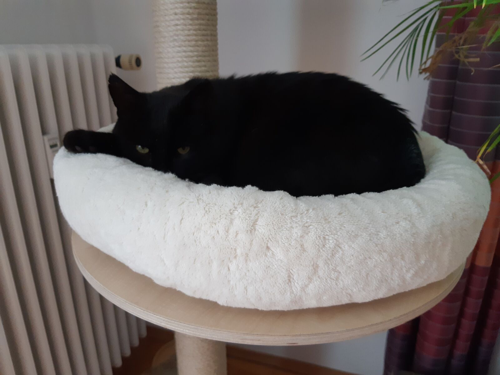 Samsung Galaxy A8(2018) sample photo. Cat, pet, animal photography