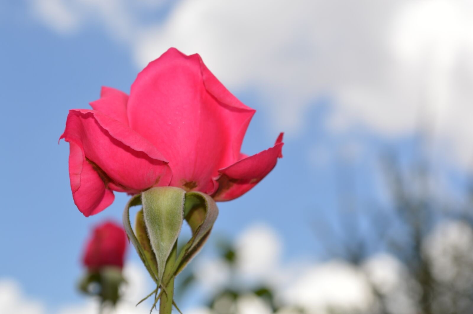 Nikon D3200 sample photo. Rose, sky, pink photography