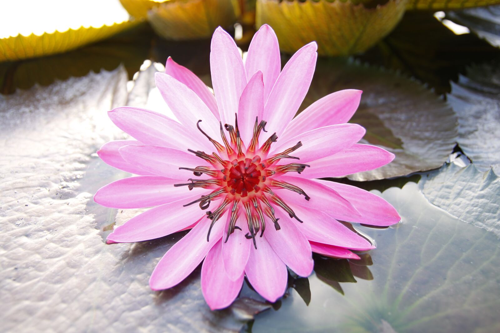 Canon EOS 50D sample photo. Purple, water lily, blooming photography