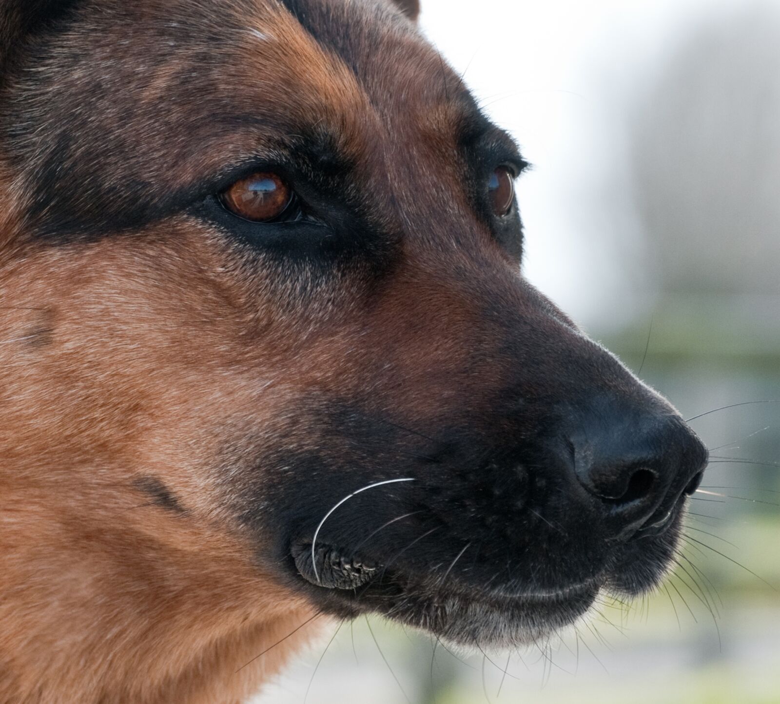 Nikon D300 sample photo. Dog, german shepherd, close photography