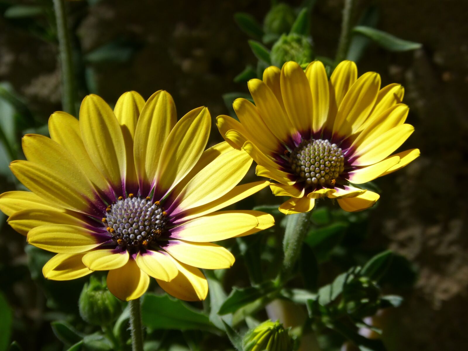 Panasonic DMC-FZ62 sample photo. Flower, petals, yellow flower photography