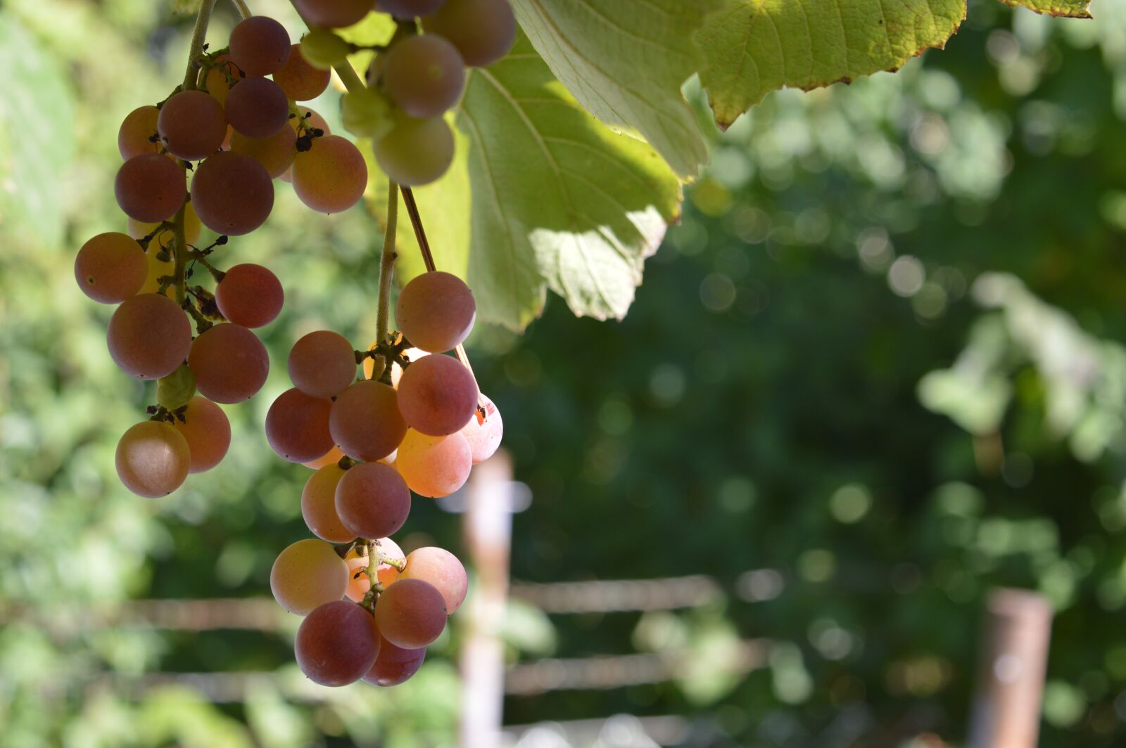 Nikon D3200 sample photo. Fruit, nature, leaf photography