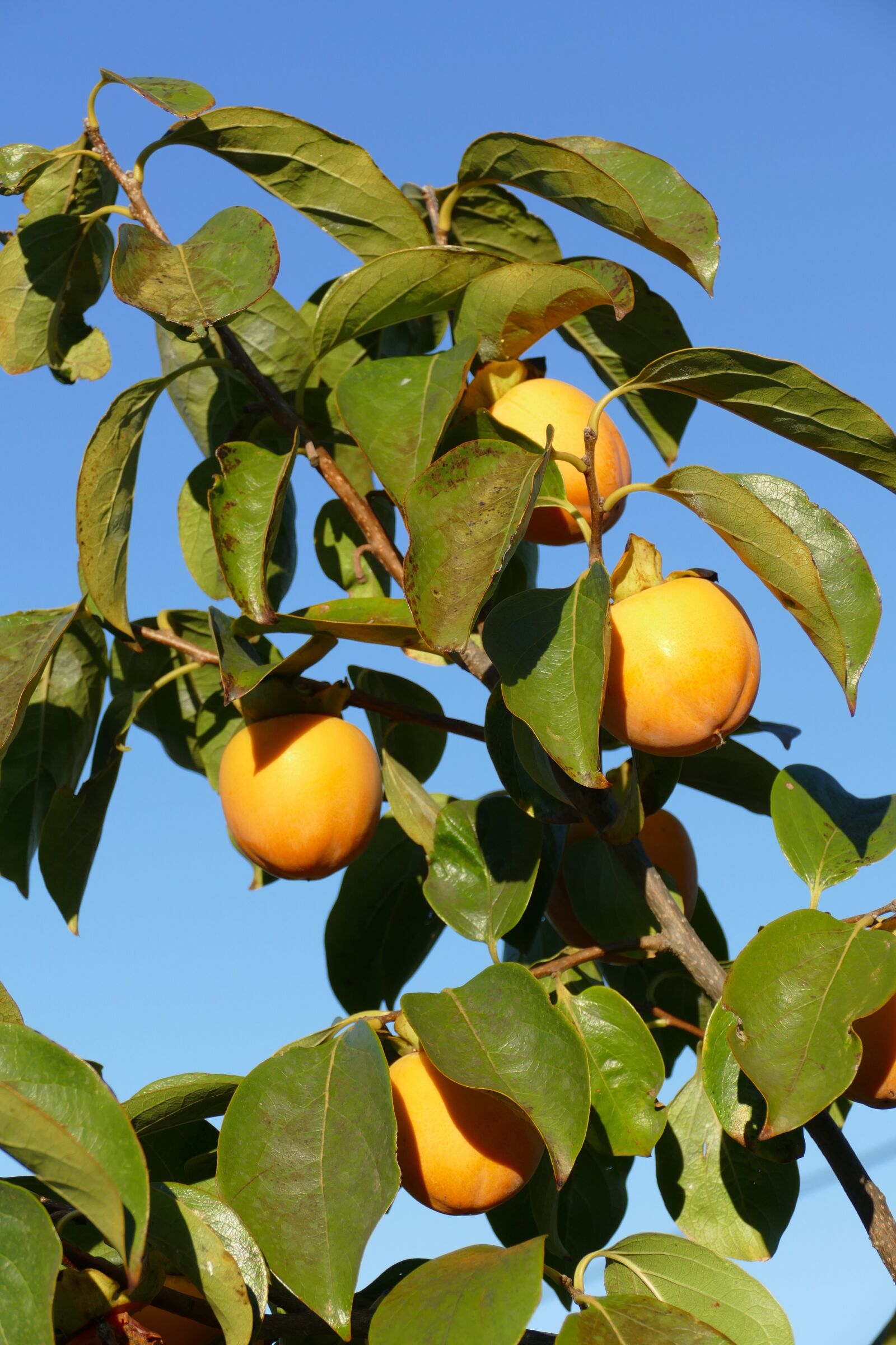Panasonic Lumix DMC-FZ1000 sample photo. Diospyros kaki, khaki, fruit photography
