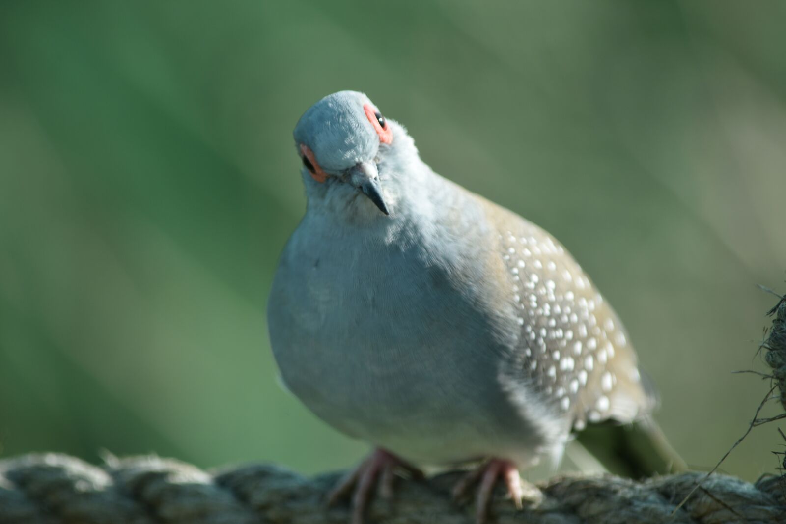 Nikon D7200 sample photo. Bird, quizzical, wildlife photography