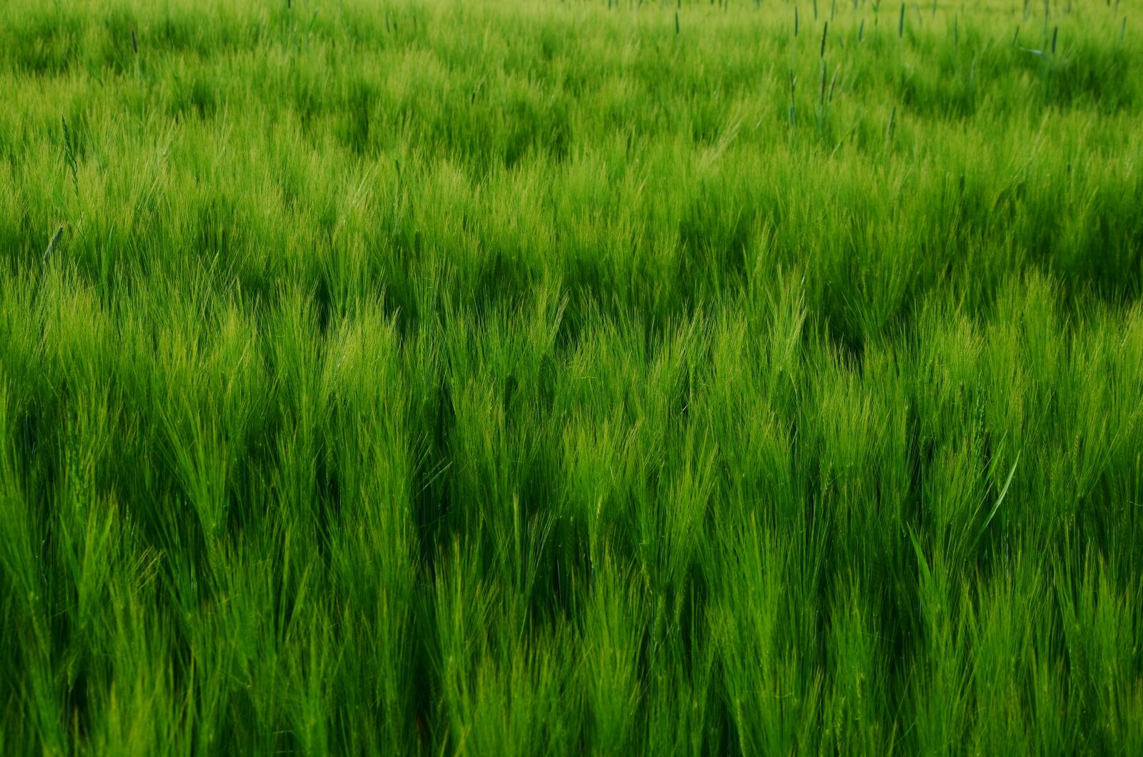 Nikon D5100 sample photo. Cereals, cornfield, barley photography