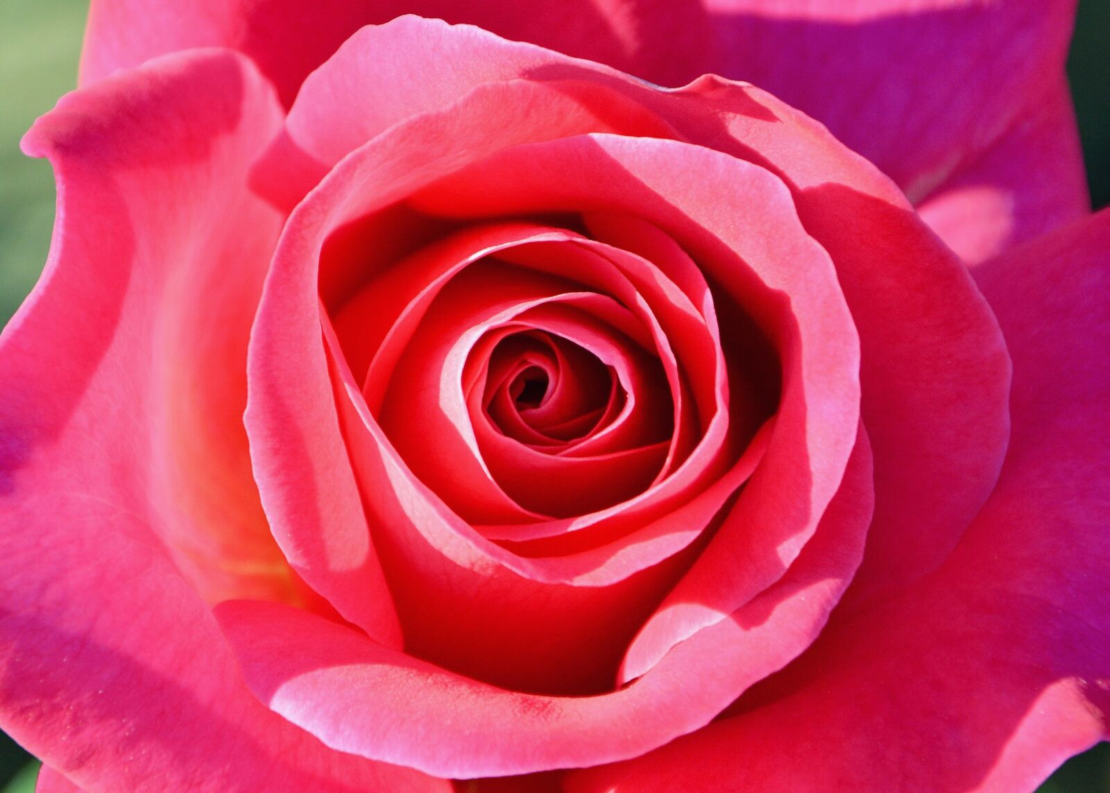 Nikon D7100 sample photo. Rose, red, plant photography