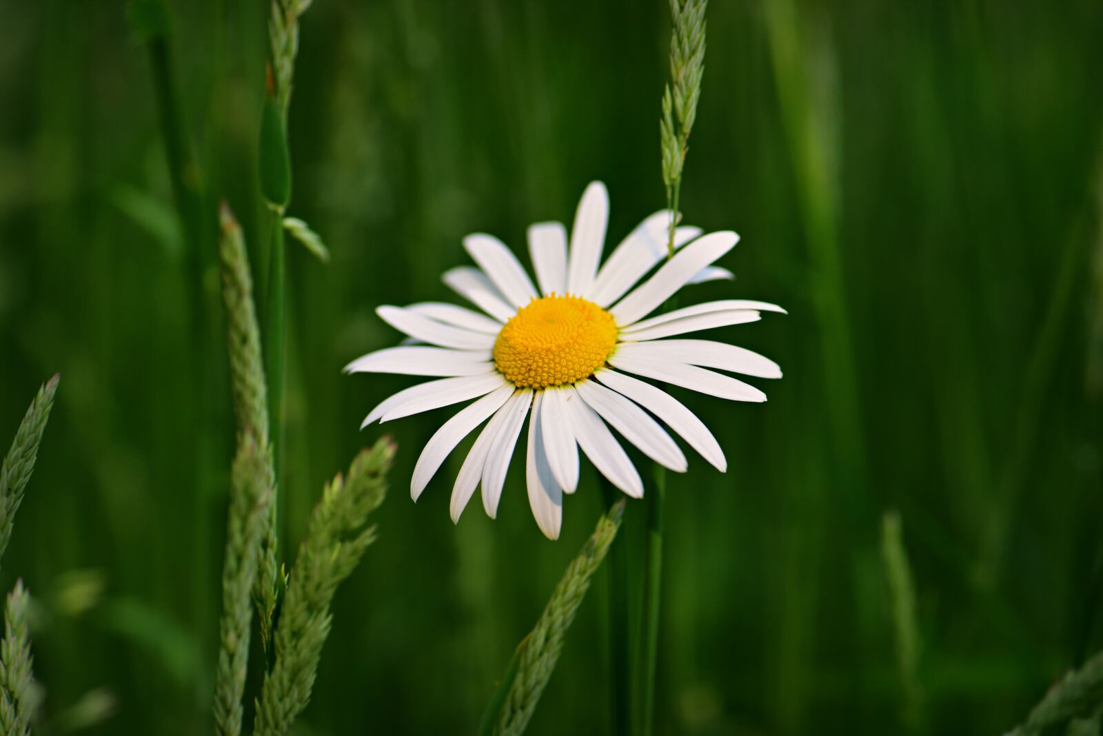 Nikon D750 sample photo. Ox-eye daisy, flower, plant photography