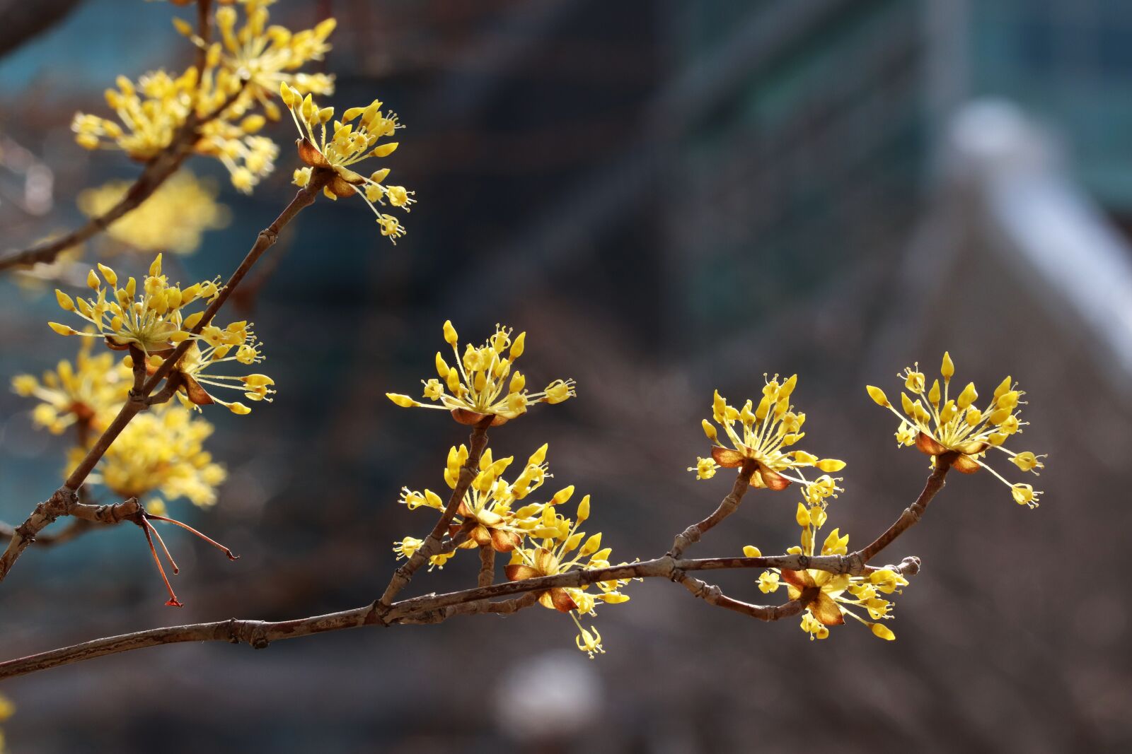 Canon EOS 800D (EOS Rebel T7i / EOS Kiss X9i) sample photo. Spring, spring flowers, nature photography