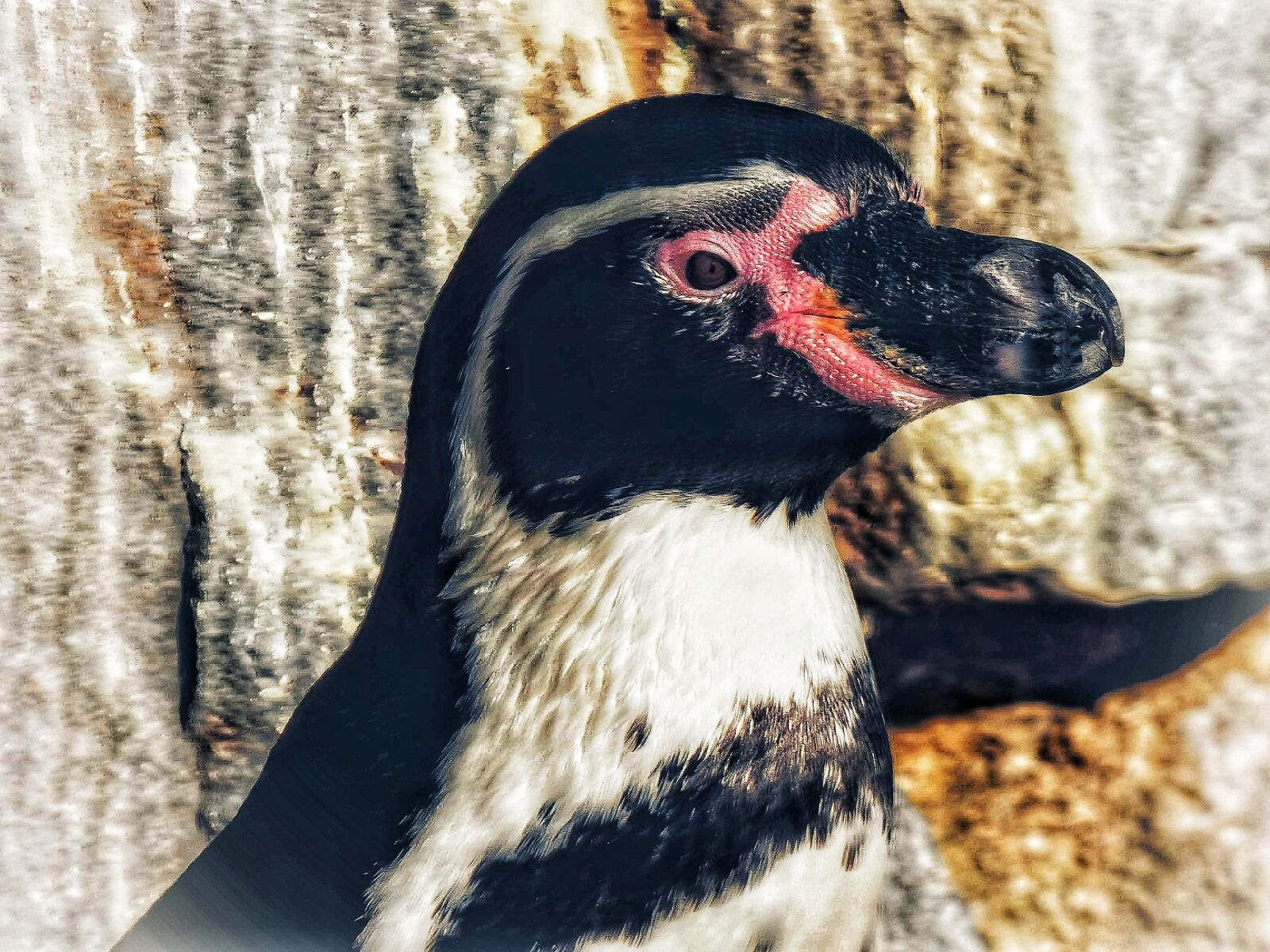 Panasonic Lumix DC-FZ80 (Lumix DC-FZ82) sample photo. Penguin, animal, dwarf penguin photography