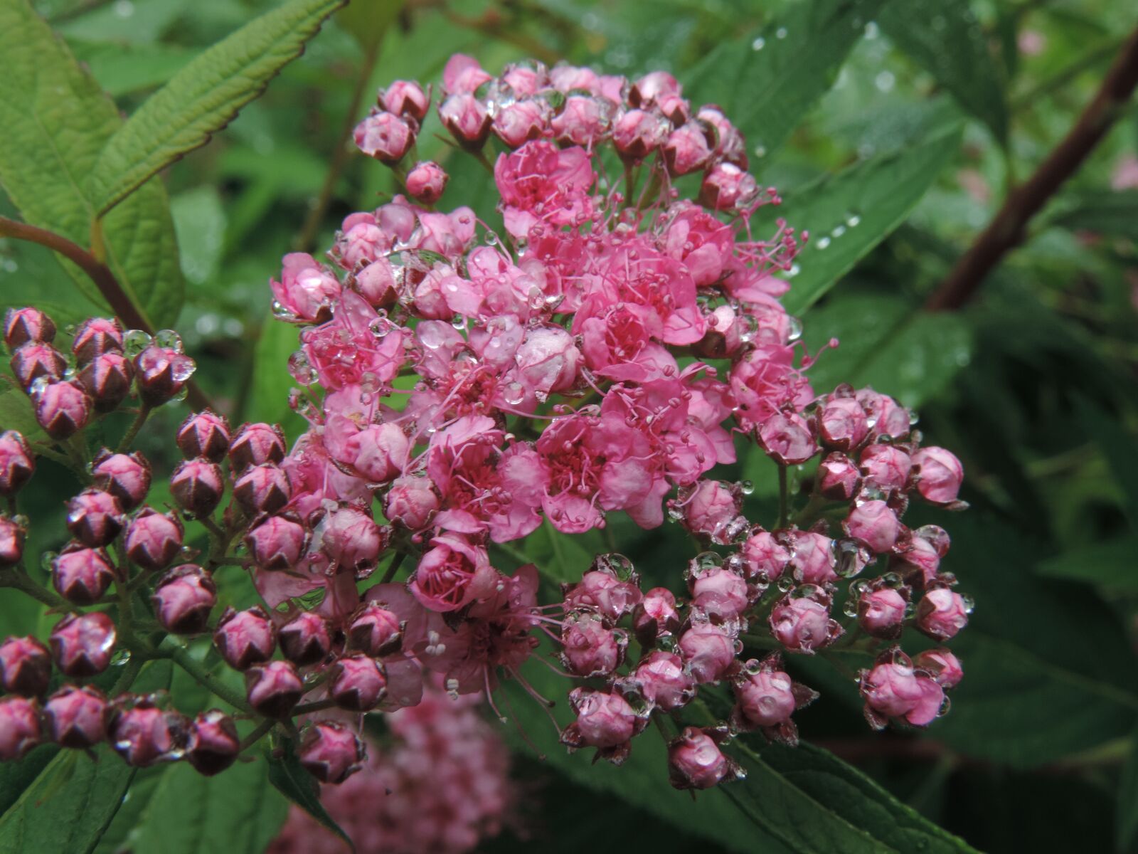 Nikon Coolpix P520 sample photo. Spirea, pink flower, outdoor photography