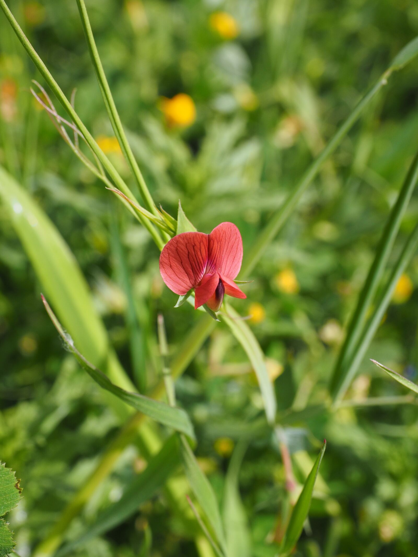 Olympus OM-D E-M1 + Olympus M.Zuiko Digital ED 12-40mm F2.8 Pro sample photo. Pea, flower, blossom photography