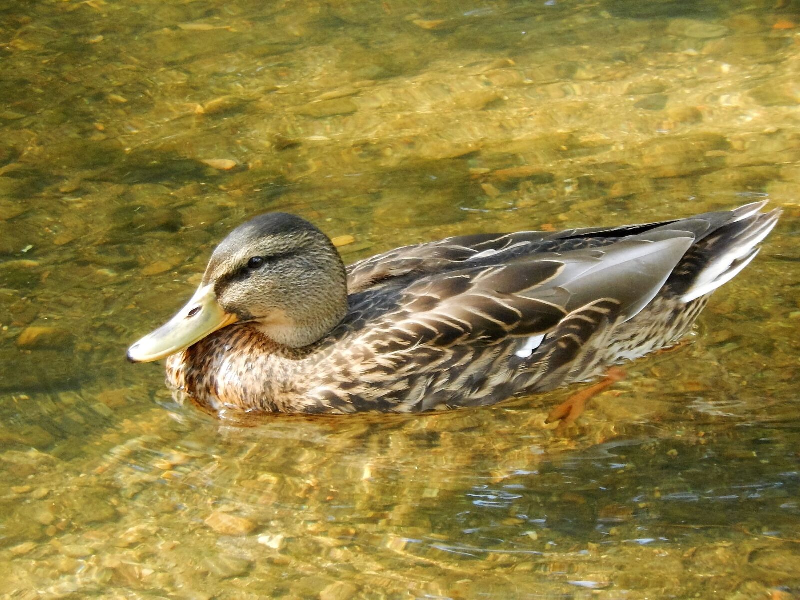 Nikon Coolpix S9500 sample photo. River, duck, water courses photography