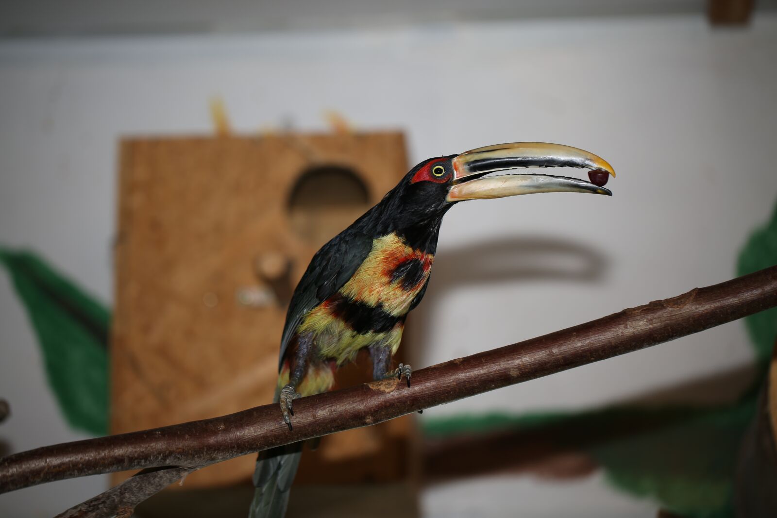 Canon EF 100mm F2.8L Macro IS USM sample photo. Toucan, bird, food photography