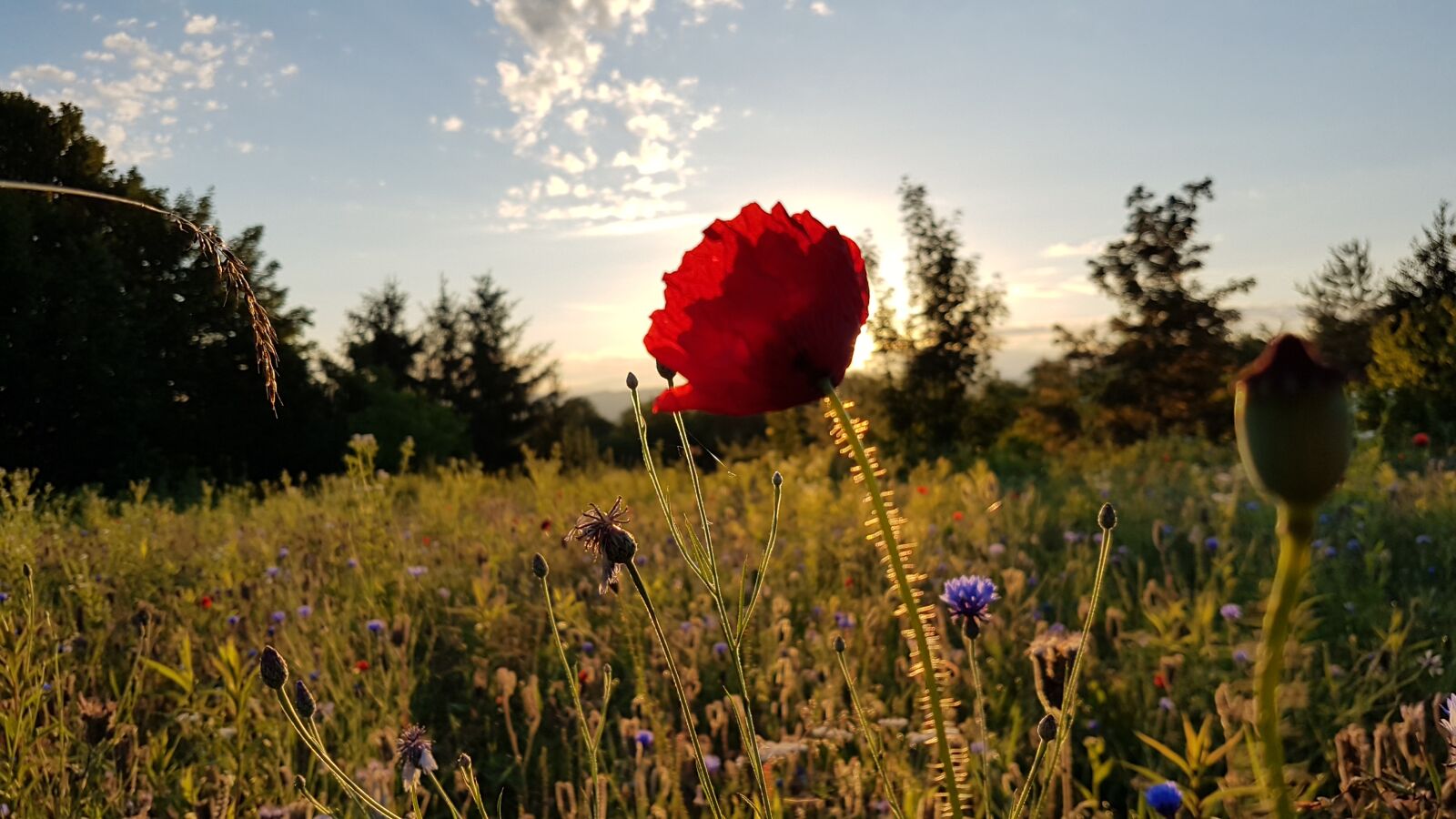 Samsung Galaxy S7 sample photo. Landscape, flowers, sunset photography