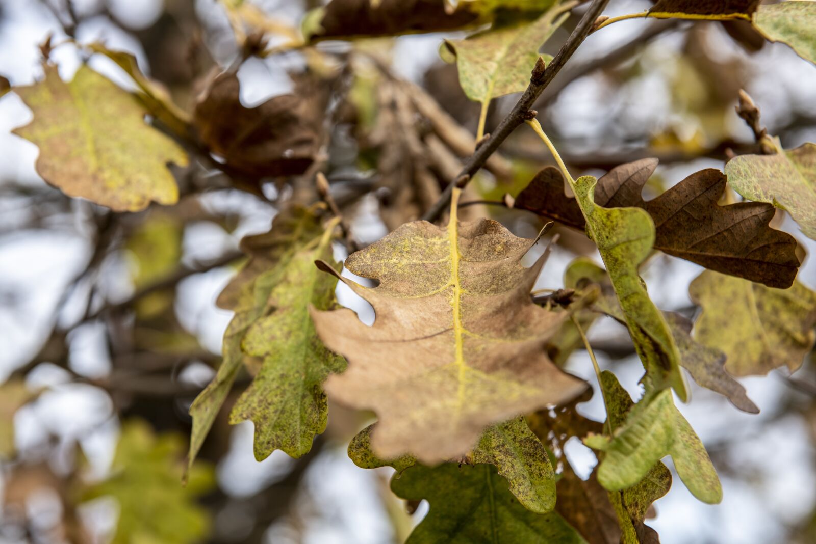 Nikon D750 sample photo. Leaves, autumn, oak photography