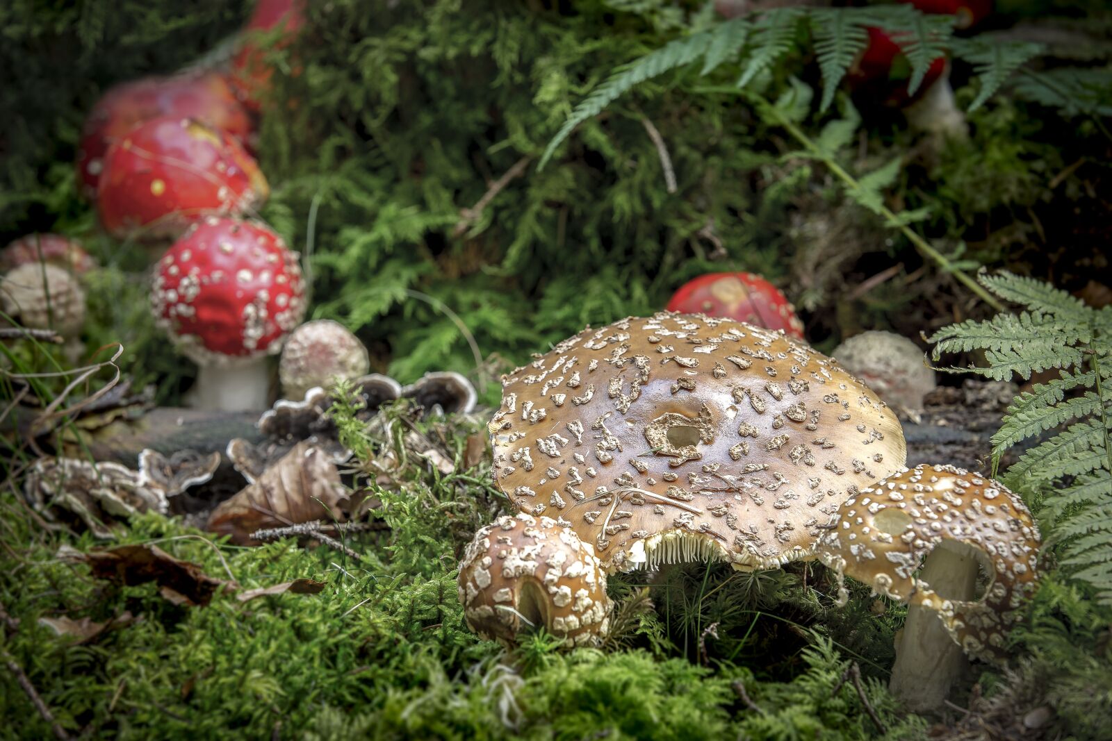 Canon EOS 6D sample photo. Nature, mushroom, panther mushroom photography