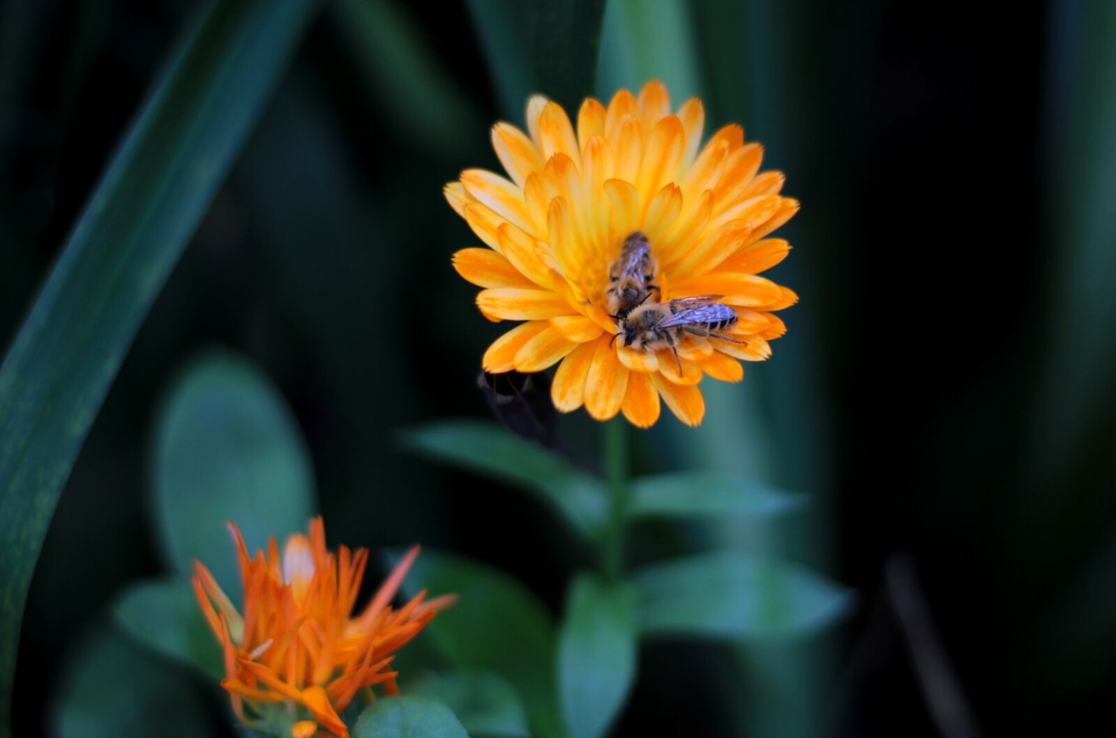 Canon EOS 600D (Rebel EOS T3i / EOS Kiss X5) sample photo. Marigold, calendula, bees photography