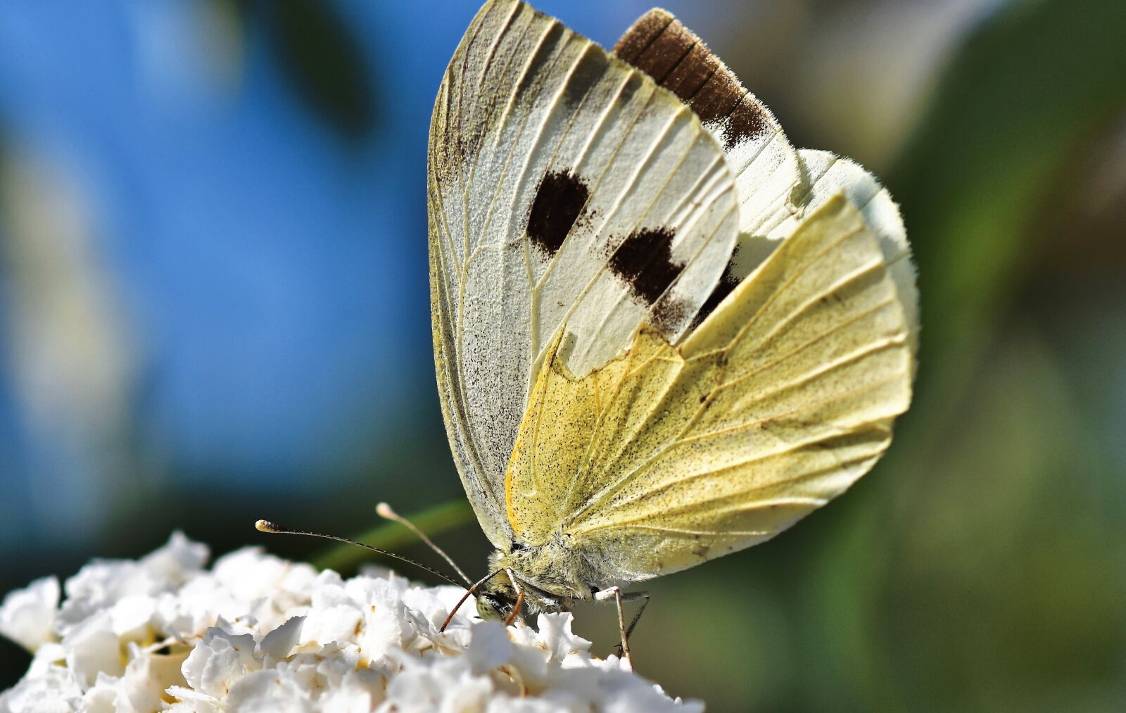 Nikon D7200 sample photo. White ling, butterfly, insect photography
