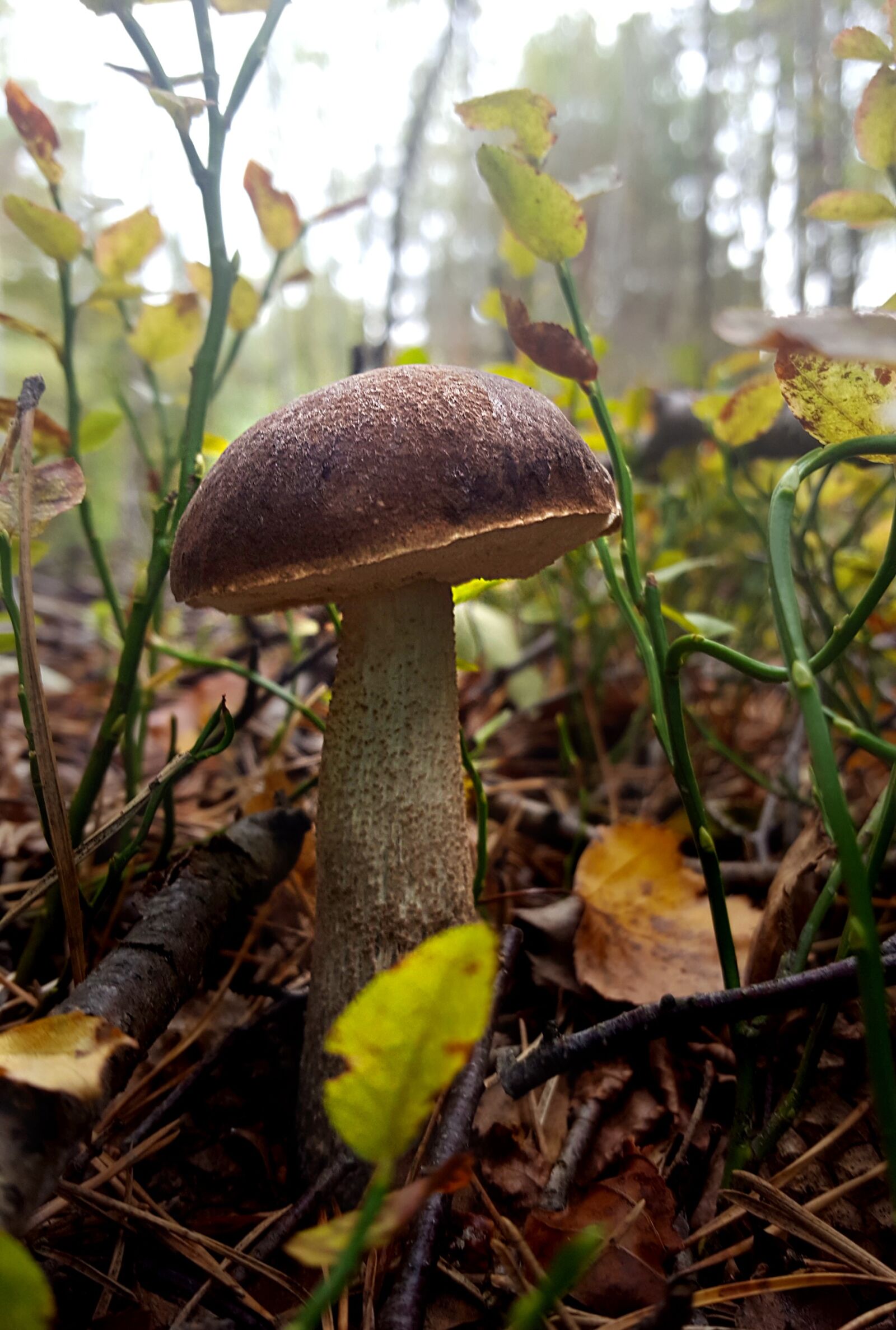 Samsung Galaxy S6 sample photo. Mushroom, autumn, forest photography