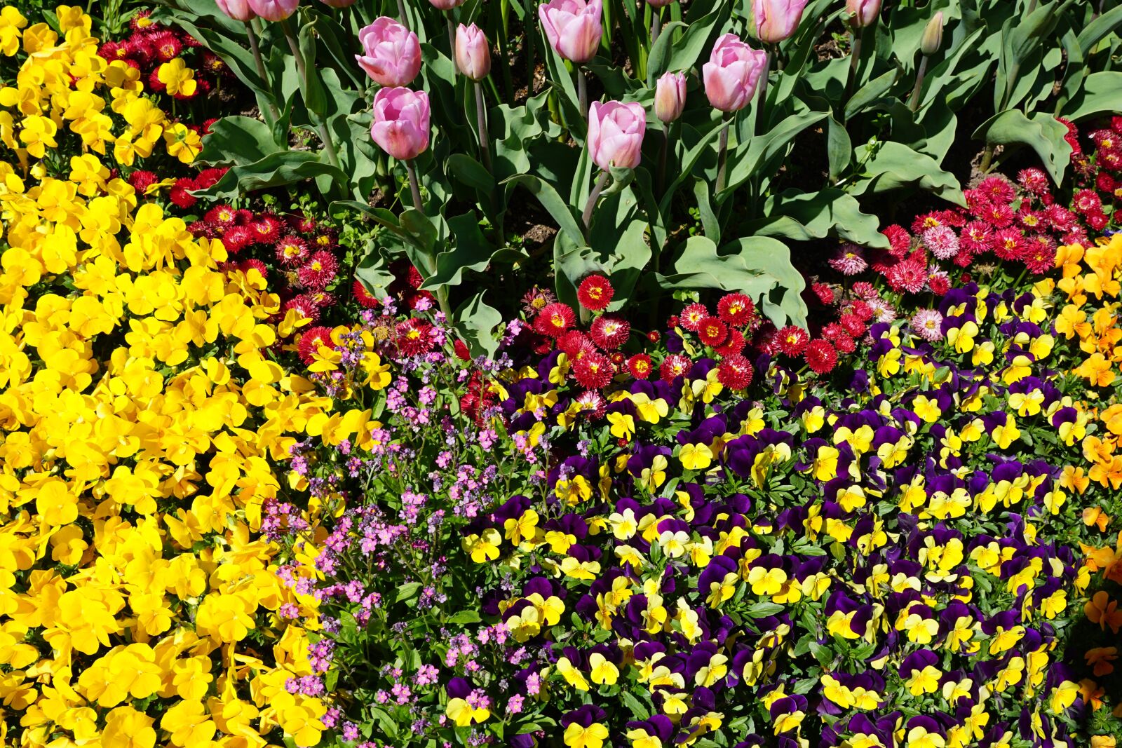 Sony DT 16-50mm F2.8 SSM sample photo. Flower bed, pansy, tulips photography