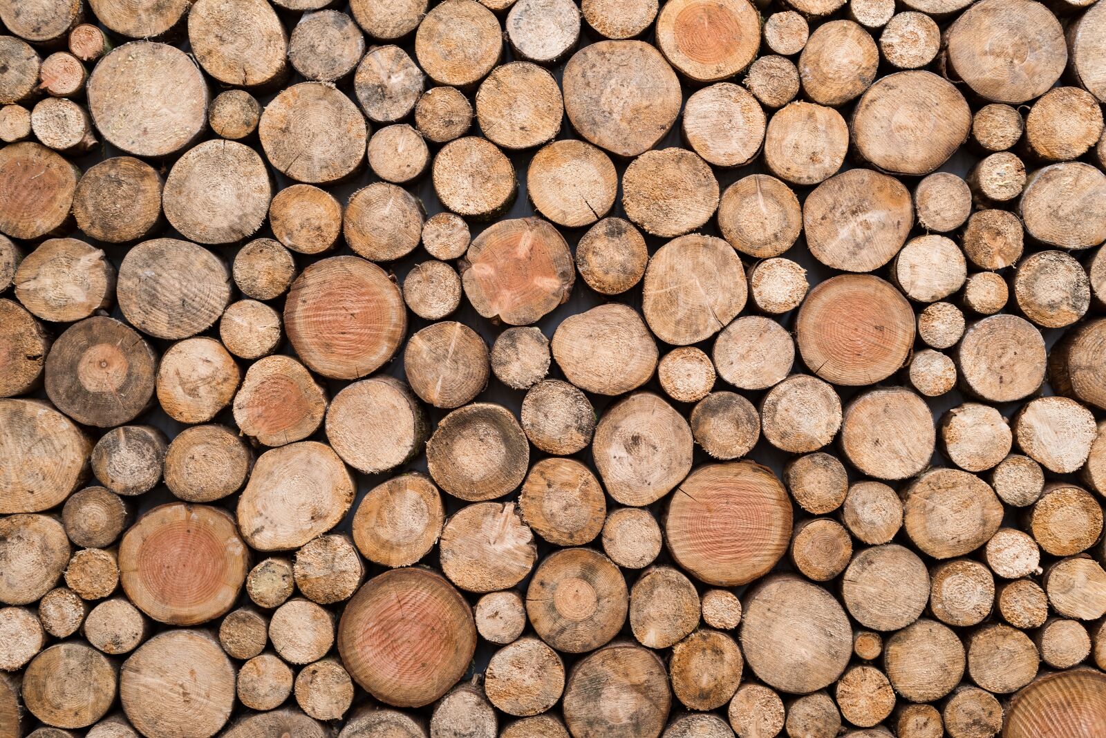 Nikon D810 sample photo. Wood, trunks, texture photography